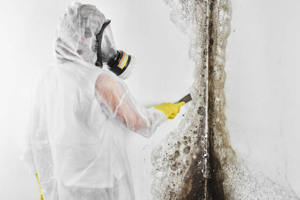 Best Mold Testing  in Gold River, CA