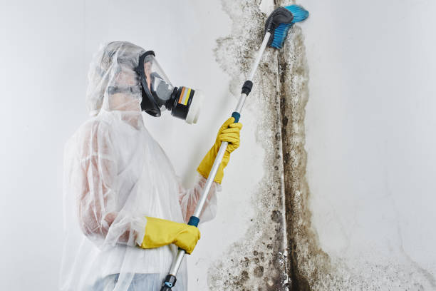 Home Mold Removal in Gold River, CA