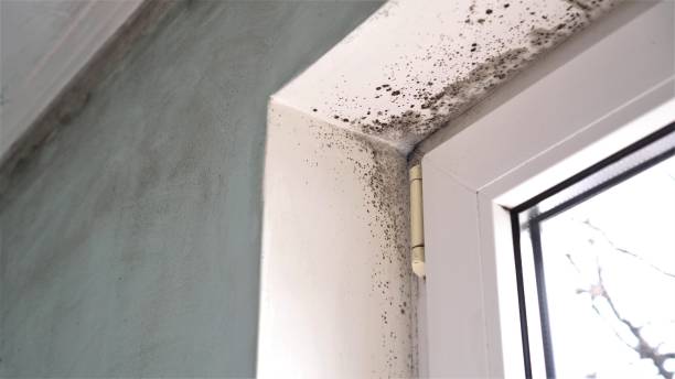 Best Toxic Mold Removal  in Gold River, CA