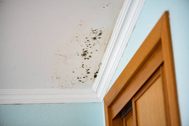 Best Best Mold Removal Companies  in Gold River, CA