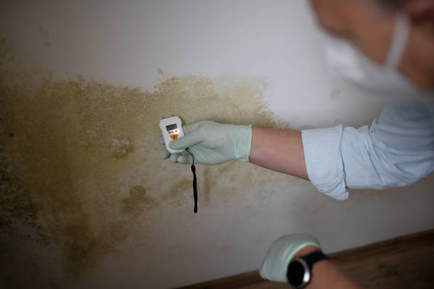 Best Attic Mold Removal  in Gold River, CA