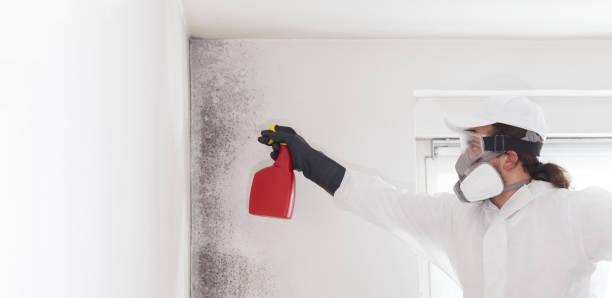 Best Mold Damage Repair  in Gold River, CA