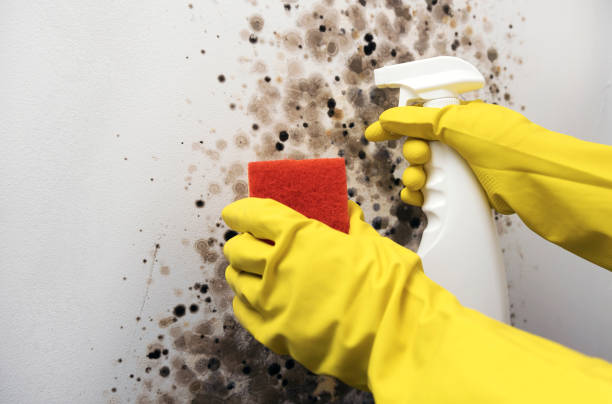 Best Professional Mold Removal  in Gold River, CA