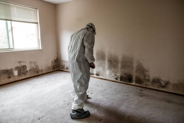 Best Same-Day Mold Removal  in Gold River, CA