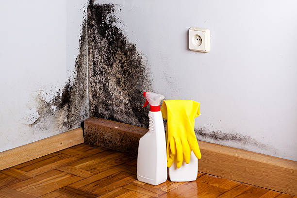 Best Mold Removal Company Near Me  in Gold River, CA