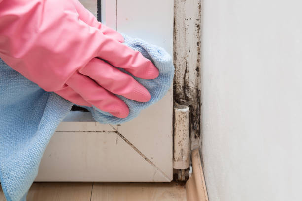 Best Same-Day Mold Removal  in Gold River, CA
